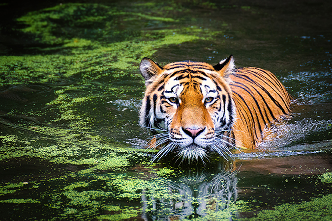 Tiger in mossy water