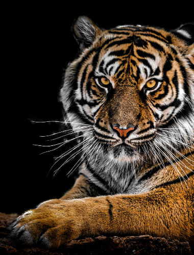 Image of Tiger.