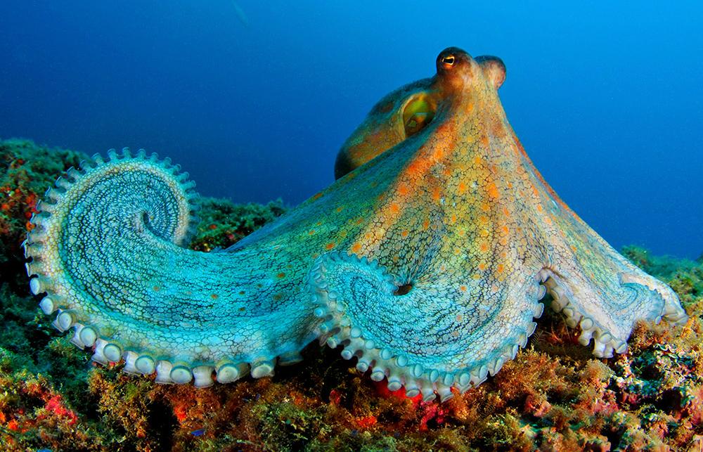 This photograph shows an octopus on the ocean floor.