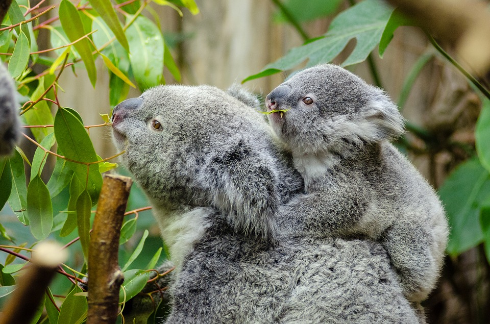 Baby Koalas are called joeys! 
