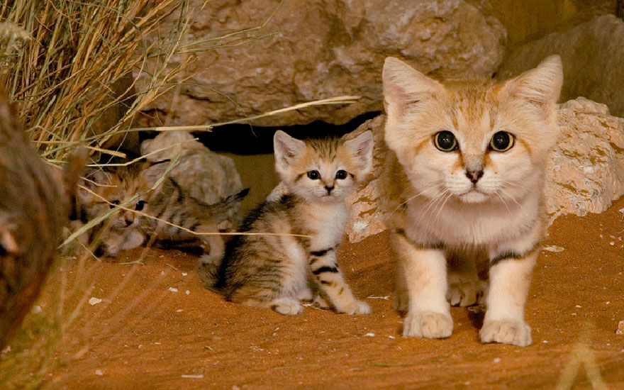 This is a photograph of three baby wildcats in the desert looking inquisitively at the camera.