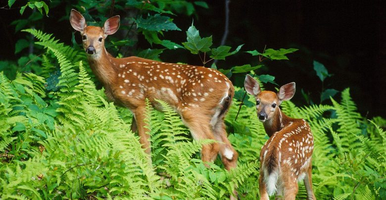 In this photograph two deer surrounded by ferns look back at the camera.