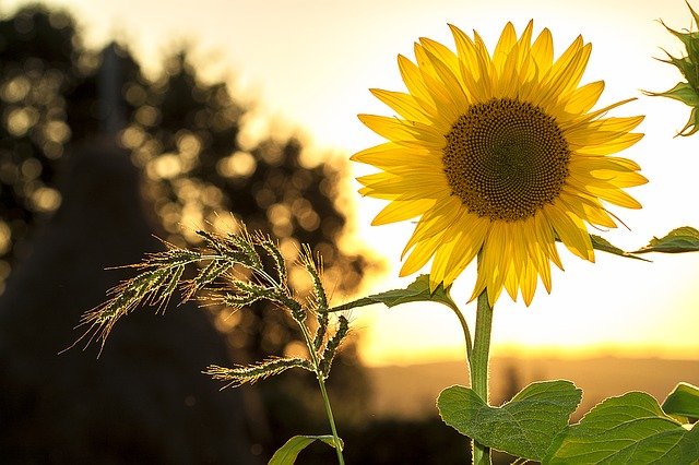 Sunflower and grass in seed