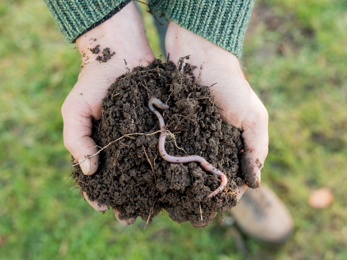 Worm Learn! Make your own Earthworm Wormery!