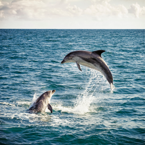 Pictures of two dolphins