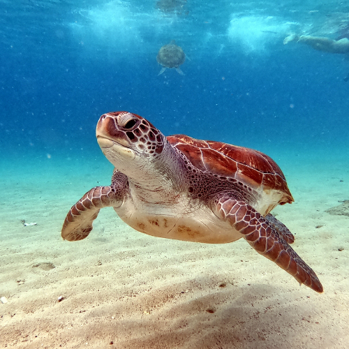 Picture of a sea turtle swimming in the ocean