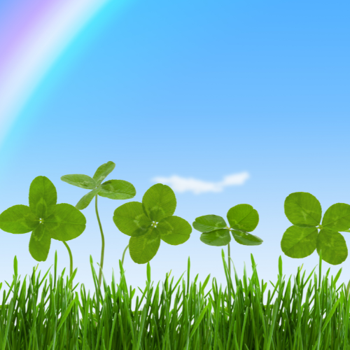 Picture of lucky clovers on a field of grass with a rainbow in the background.