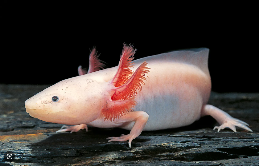 pink axolotl from the side