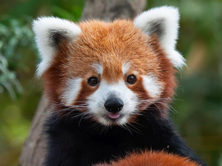 Photo of a red pandas face