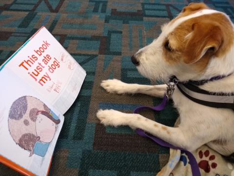 Cruiser loves books!