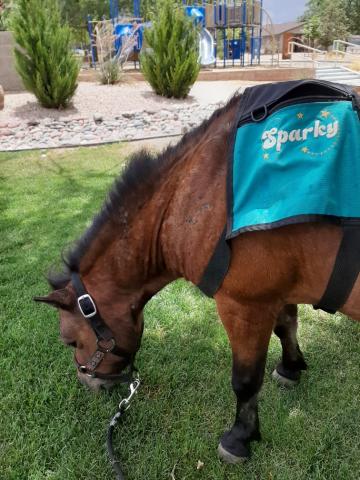 Sparky the Mini Horse!