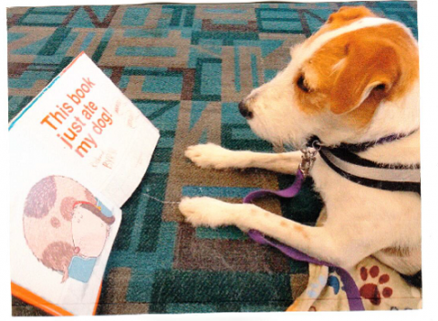 Cruiser the dog, looking at a book