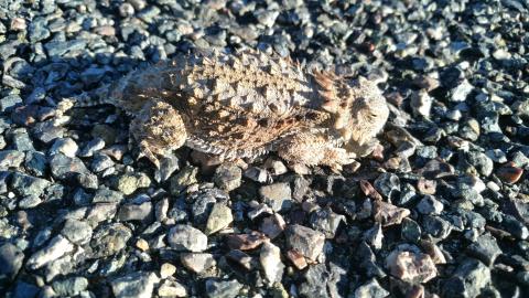 Horned Lizard