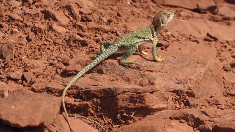 Aren't collared lizards cool! 