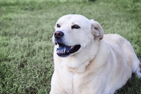 Happy Yellow Lab