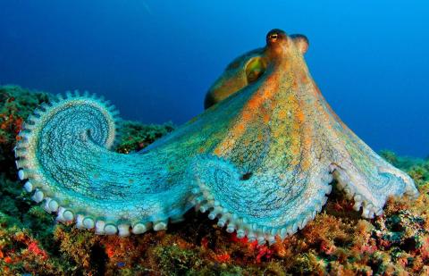 This photograph shows an octopus on the ocean floor.