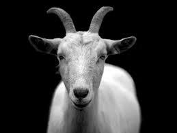 white goat