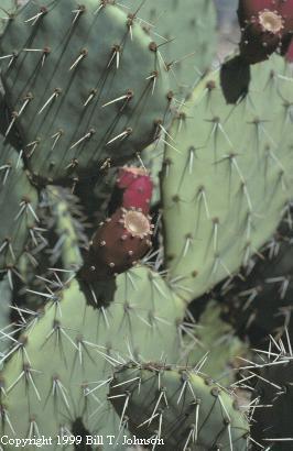 Prickly Pear Cactus