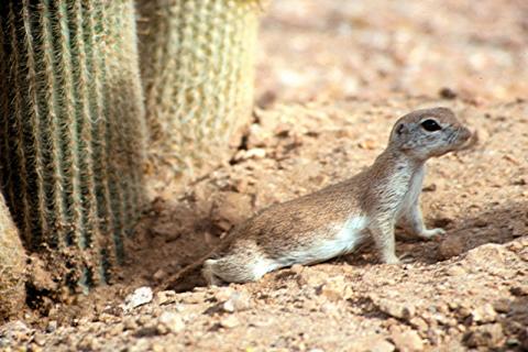 This is a photograph of a prairie dog stretching in front of a cactus.