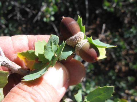 Acorns