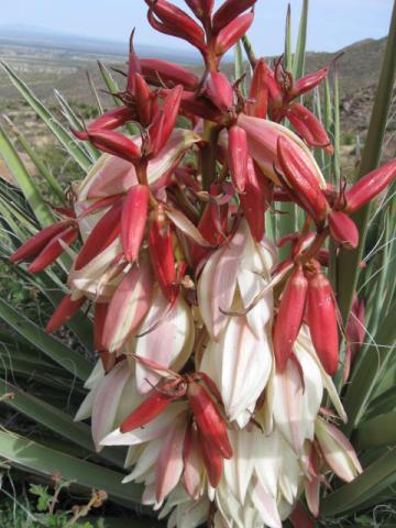 yucca