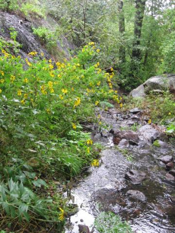 grapevine canyon