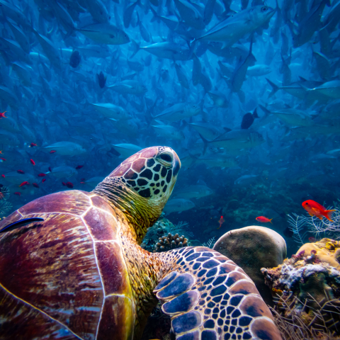 Photo of turtle swimming in the sea.