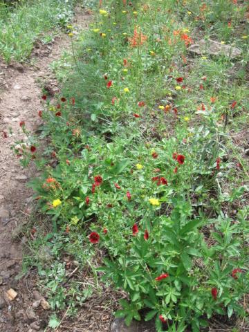 Bear Wallow Wilderness Wildflowers