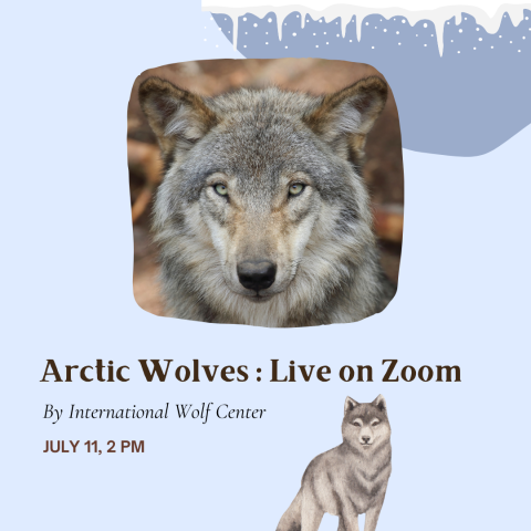 A photo of a gray wolf and clip art of wolf with words: Arctic Wolves: Live on Zoom