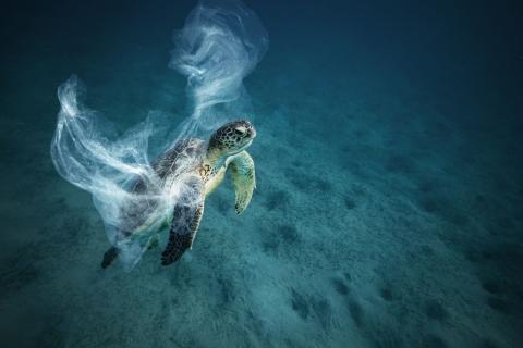 turtle caught in plastic bag