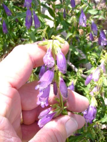 penstemon