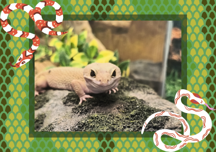 Reptile Friends with Bella G.