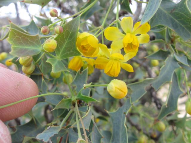 Barberry / Ajgerita Flowers