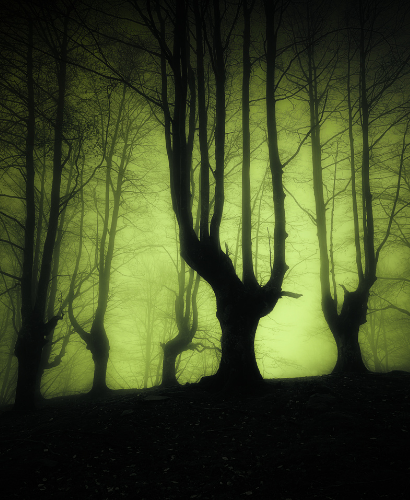 Image of Creepy Trees.