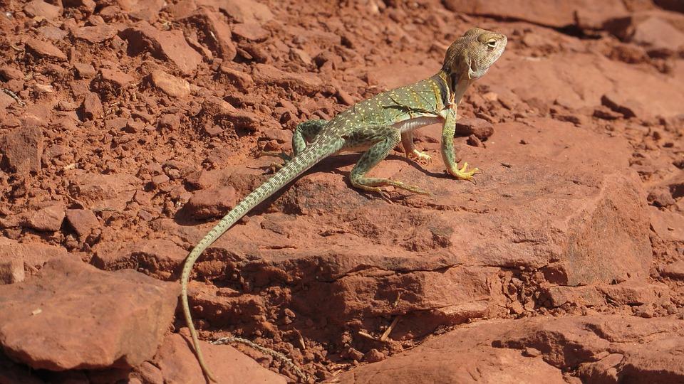 Aren't collared lizards cool! 