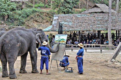 Elephants can paint