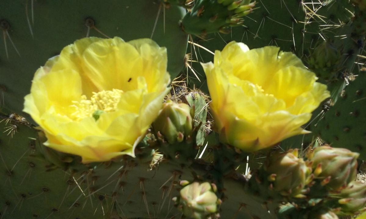 wildflowers