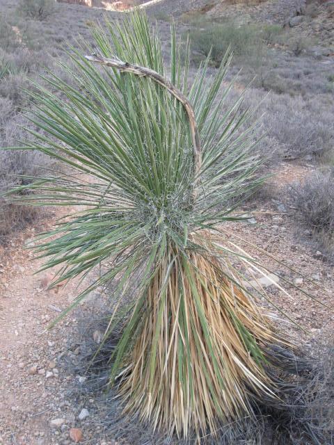 yucca