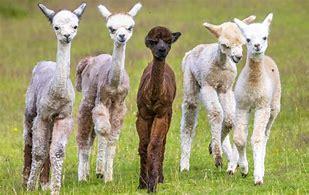 Baby Alpacas