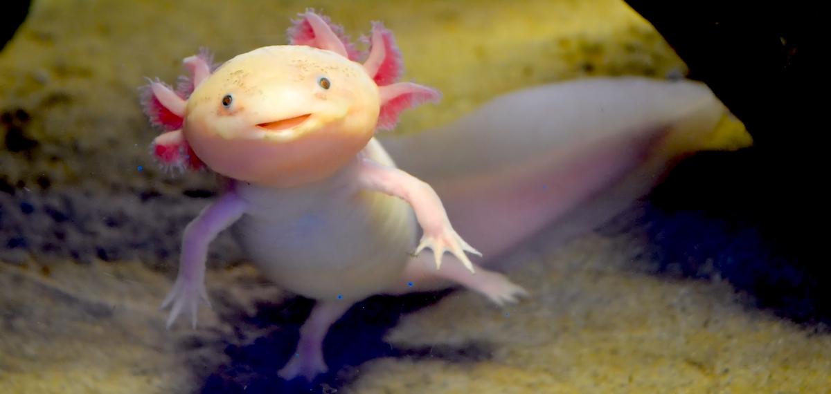 Image of an axolotl looking at the camera with a slight smile