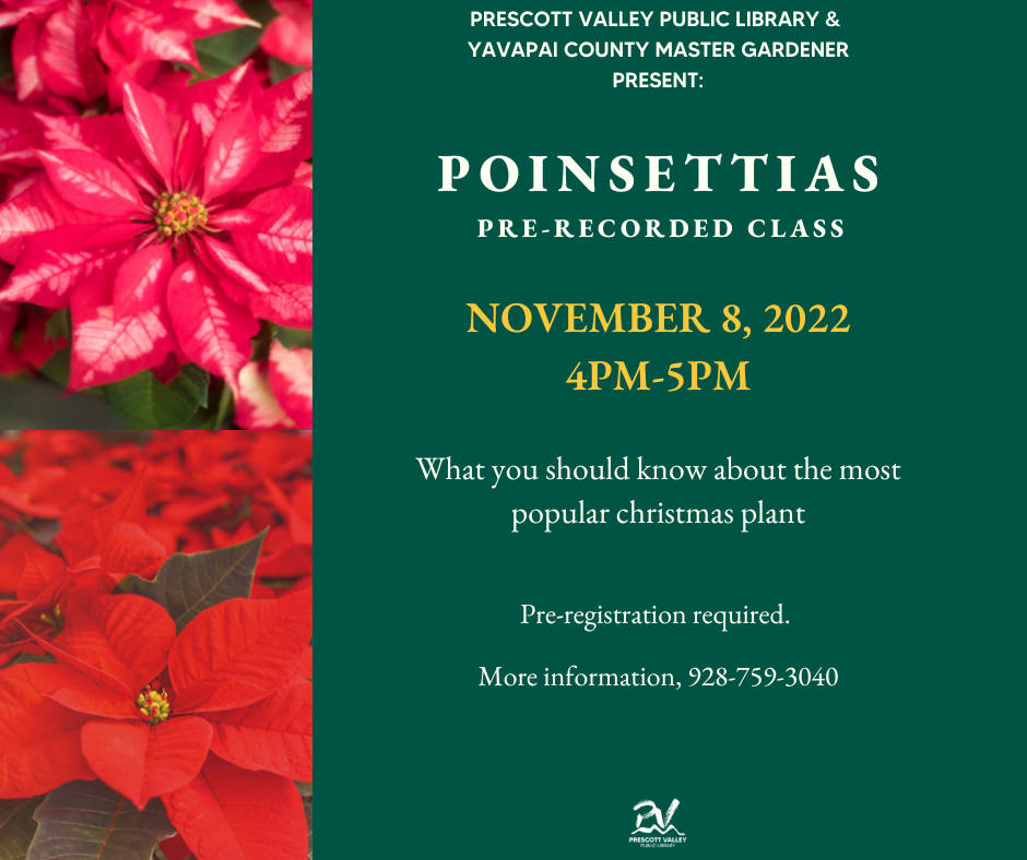 poinsettias