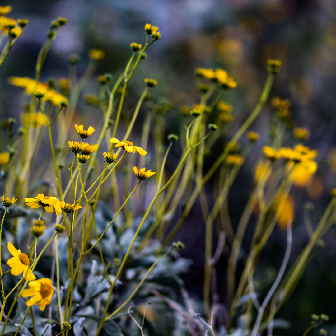 Picture of wildflowers