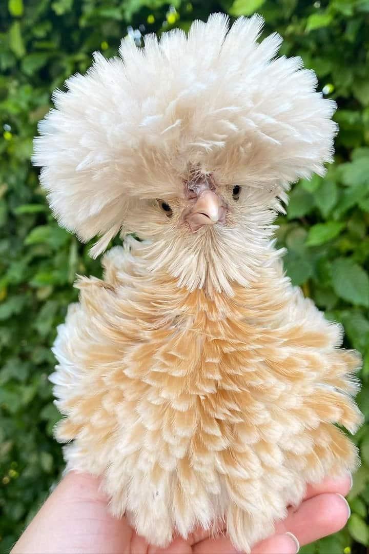 Small fluffy light brown chicken