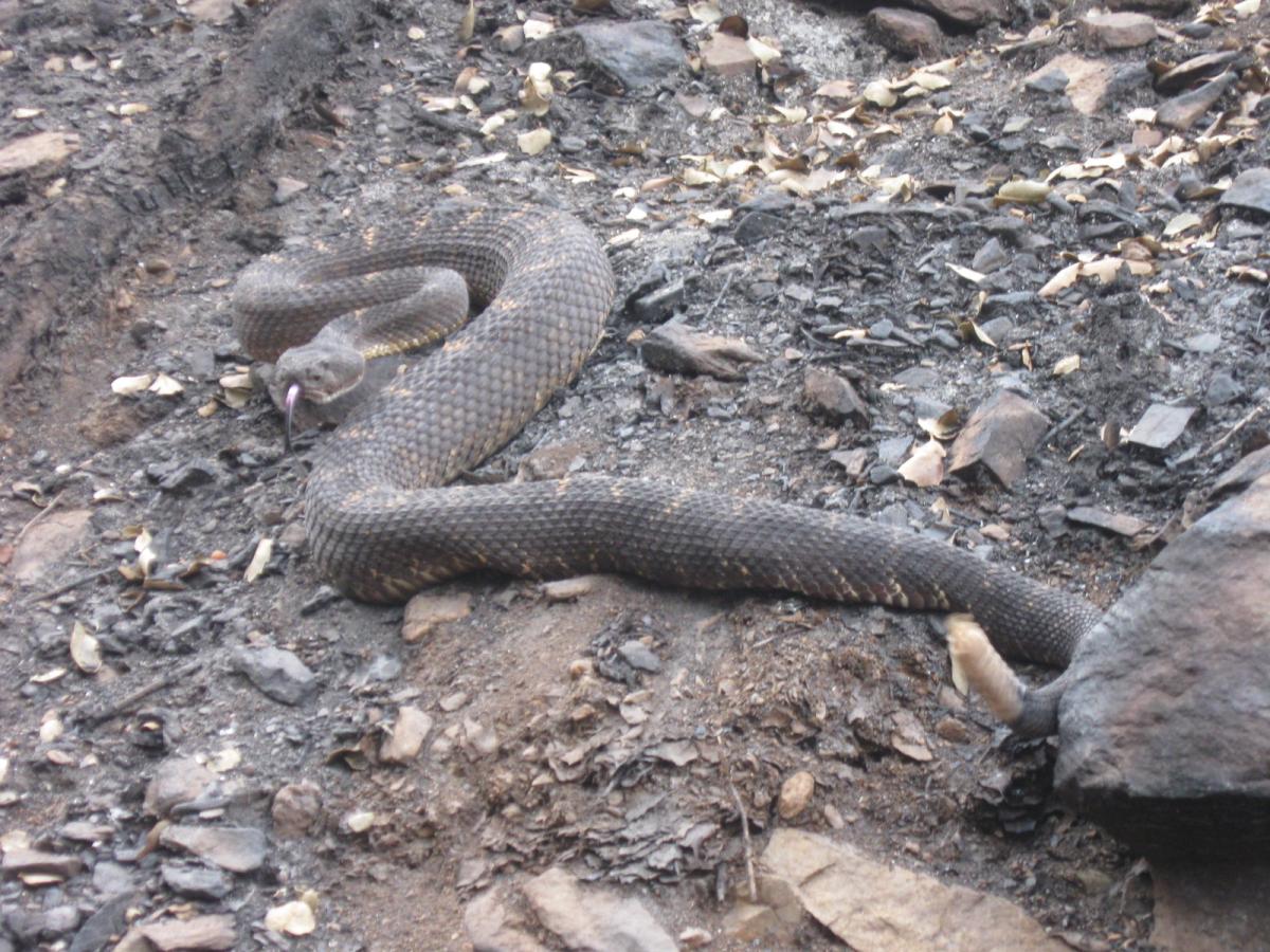 rattlesnake