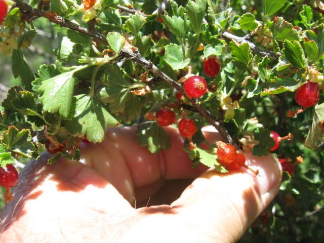 gooseberries