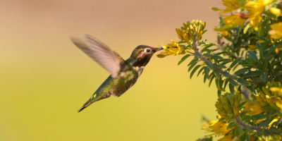  Birds of the Central Arizona Highlands  