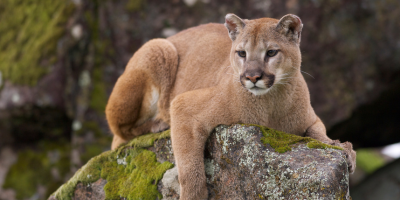  Get to Know Your Neighbors:   Living with Central Highlands Wildlife    